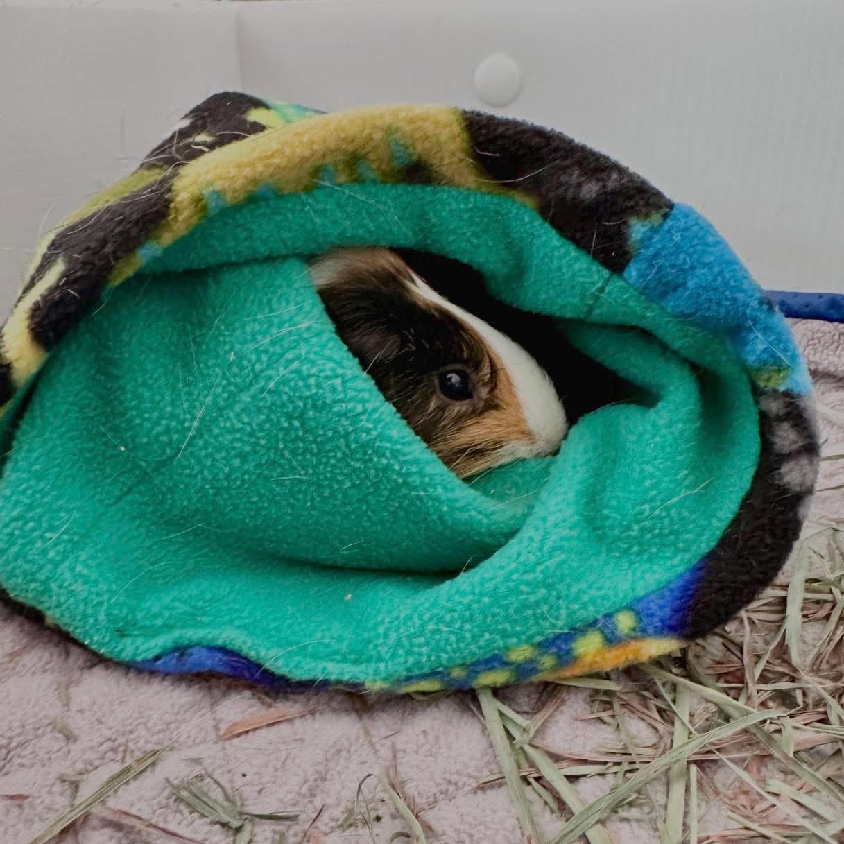 Enlarge Wendy, an adopted Guinea Pig in Edgewood, MD image 2/3