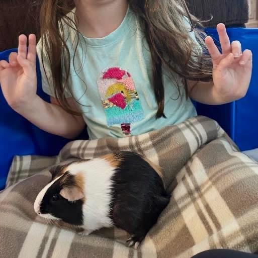 Enlarge Wendy, an adopted Guinea Pig in Edgewood, MD image 3/3