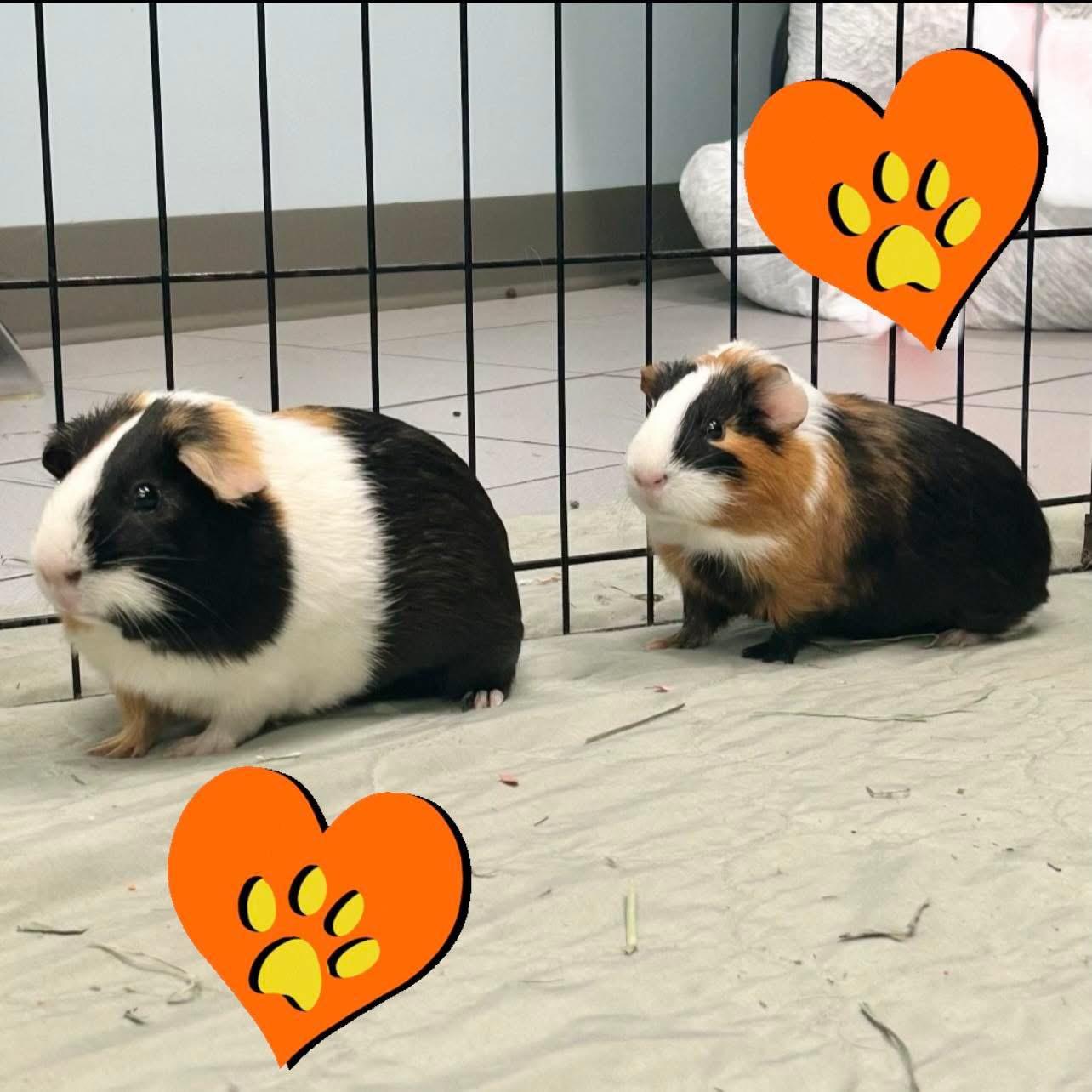 Wendy, adopted, Adult Female Guinea Pig.