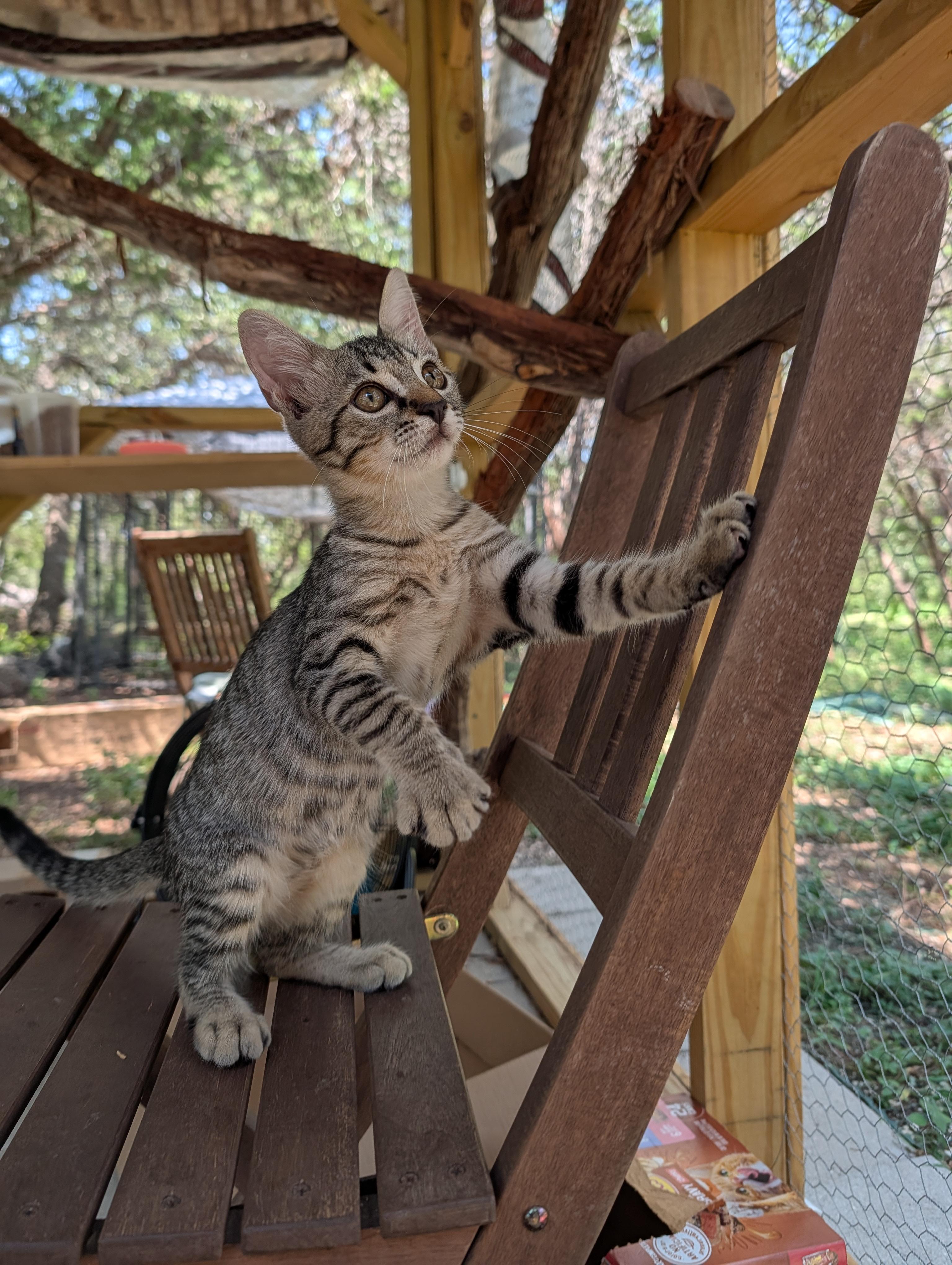 JuicedBall, Adopted, Kitten Male Domestic Short Hair.
