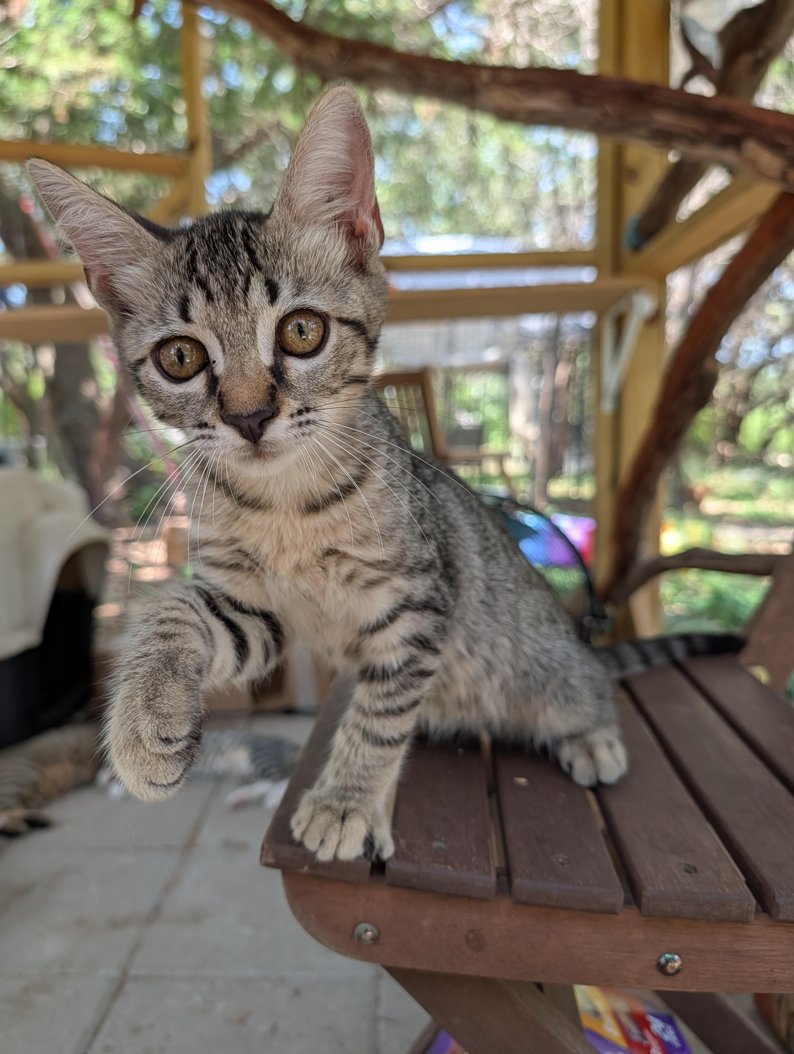 Enlarge JuicedBall, a Adopted mixed breed in Fischer, TX image 3/4