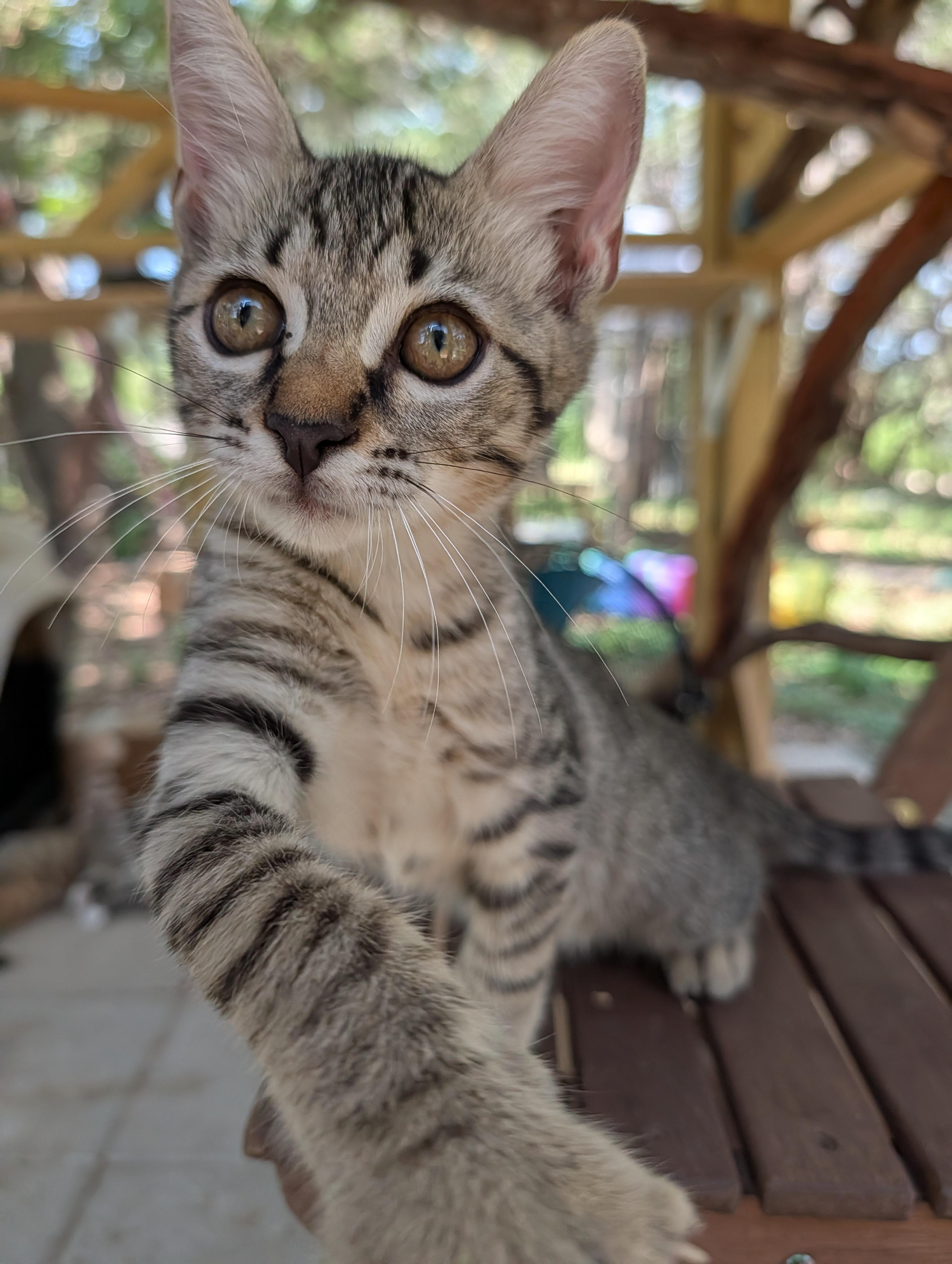 Enlarge JuicedBall, a Adopted mixed breed in Fischer, TX image 2/4