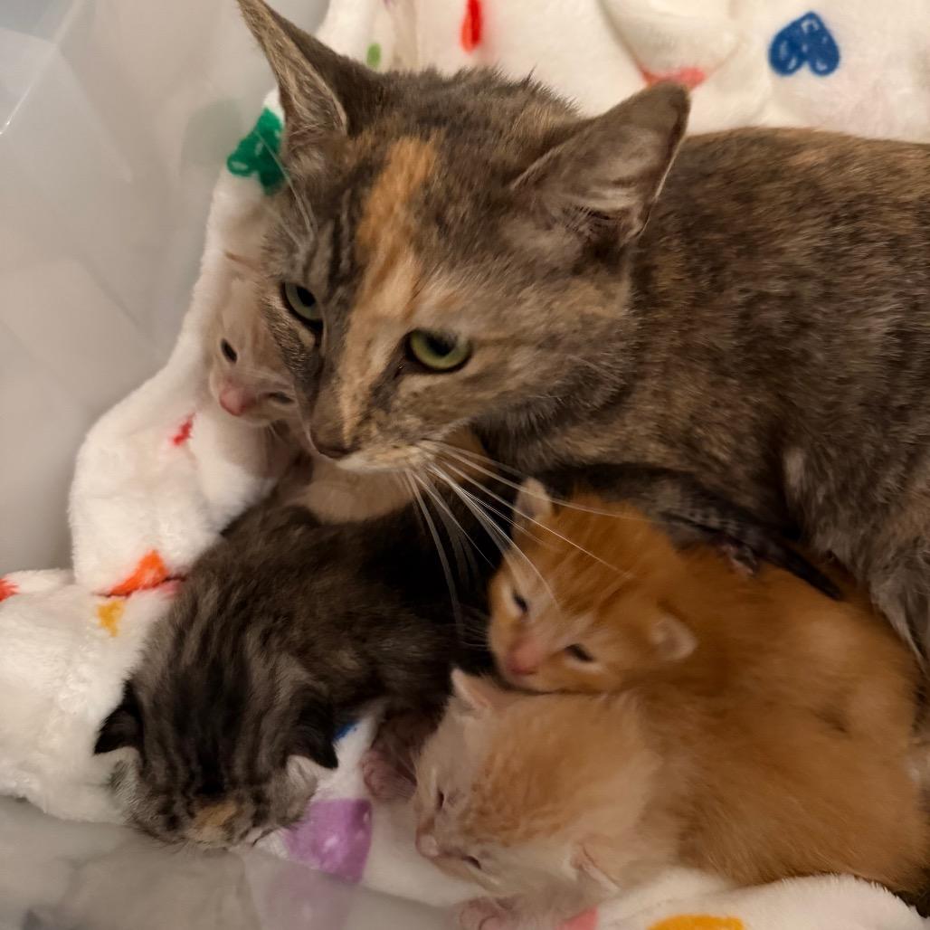 Enlarge Jazz, a Adoptable Domestic Short Hair in Juno Beach, FL image 1/1