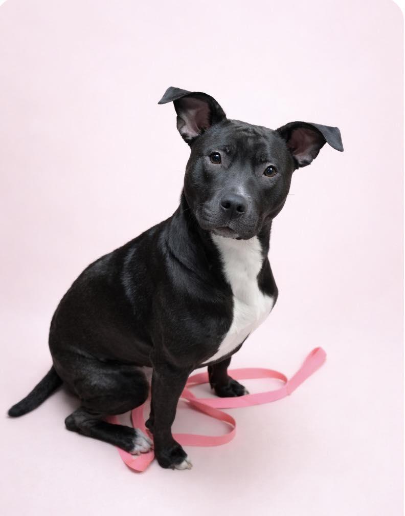 DOODLE BUG, Adoptable, Young Female Pit Bull Terrier & Mixed Breed.