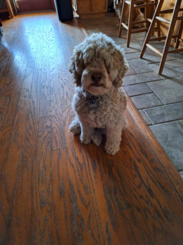 Dog for adoption BEAU, a Cockapoo in Grove, OK Petfinder