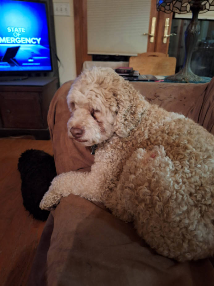 Dog for adoption BEAU, a Cockapoo in Grove, OK Petfinder