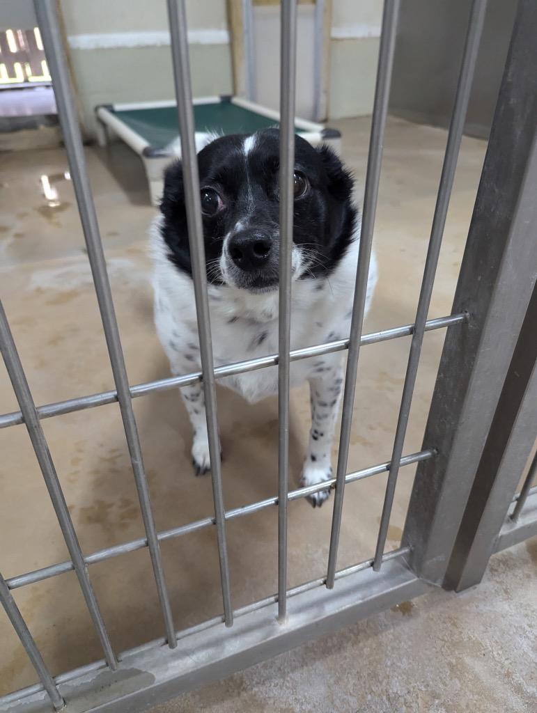 Carter, Adoptable, Adult Male Jack Russell Terrier & Mixed Breed.