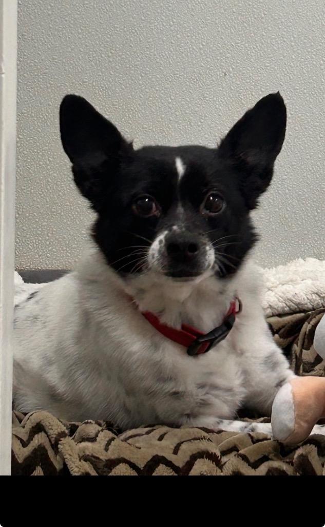 Enlarge Carter, a Adoptable mixed breed in Albion, NY image 2/2