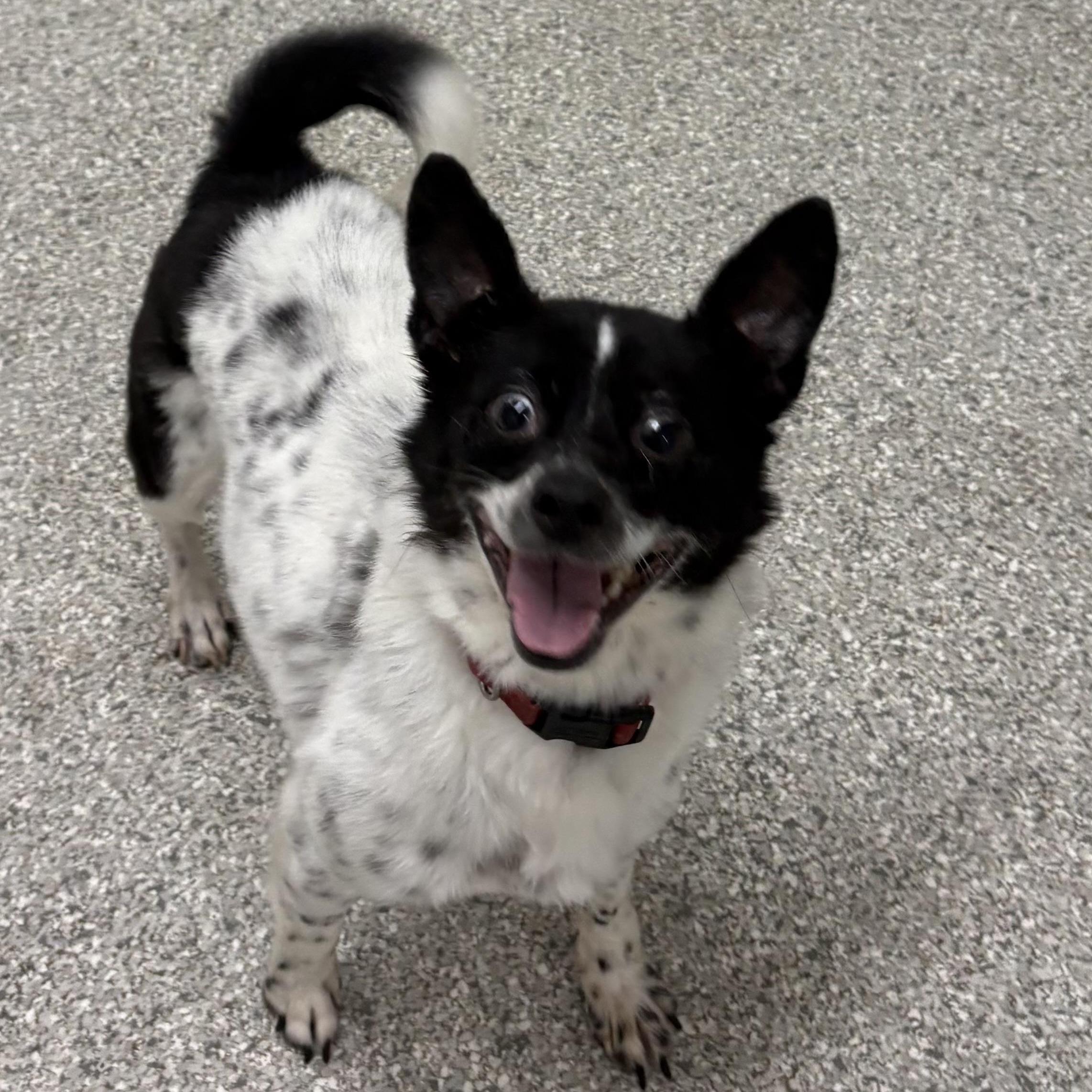 Enlarge Carter, a Adoptable mixed breed in Albion, NY image 4/4