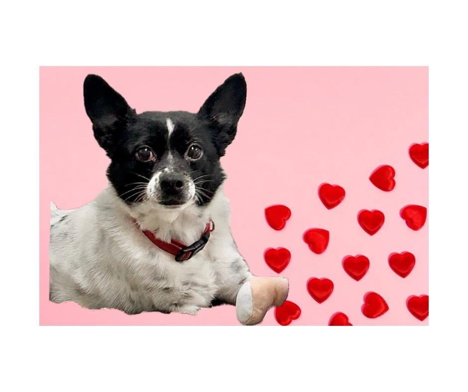 Carter, a Adoptable mixed breed in Albion, NY image 3/3