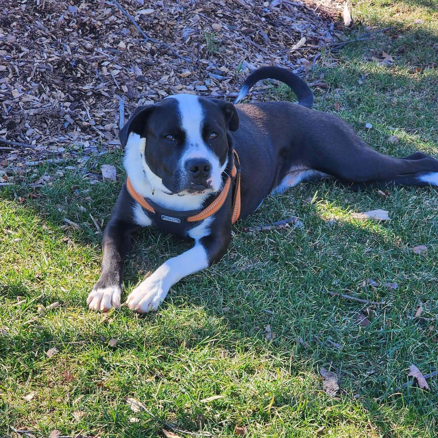 Enlarge Toby, a Adoptable mixed breed in Boiling Springs, PA image 3/6