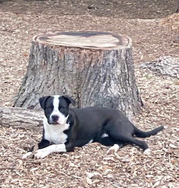 Enlarge Toby, a Adoptable mixed breed in Boiling Springs, PA image 6/6
