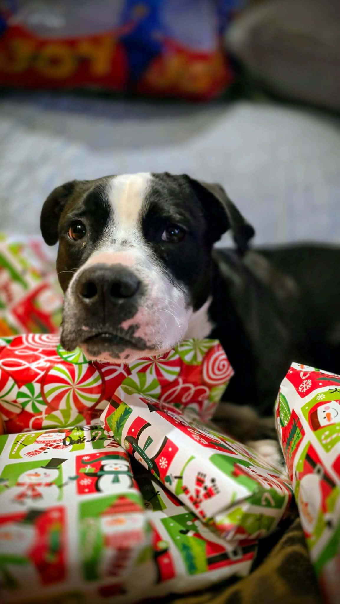 Enlarge Toby, a Adoptable mixed breed in Boiling Springs, PA image 2/6