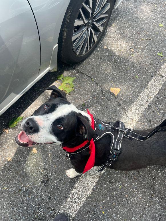 Enlarge Toby, a Adoptable mixed breed in Boiling Springs, PA image 4/6