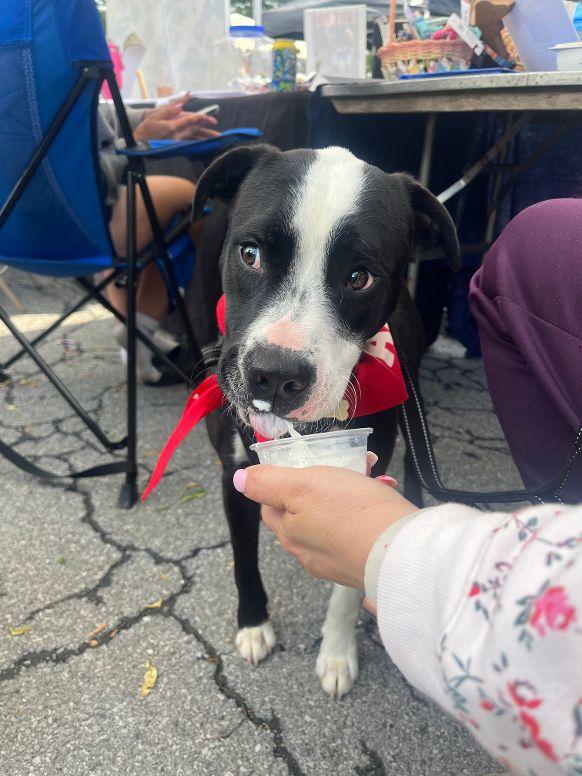 Enlarge Toby, a Adoptable mixed breed in Boiling Springs, PA image 2/6