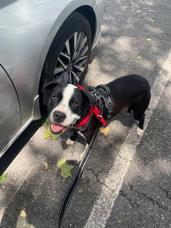 Toby, Young Male Dalmatian