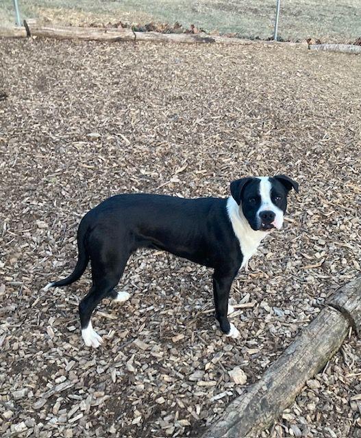 Enlarge Toby, a Adoptable mixed breed in Boiling Springs, PA image 5/6