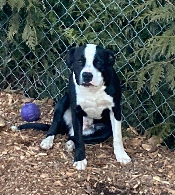 Enlarge Toby, a Adoptable mixed breed in Boiling Springs, PA image 6/6