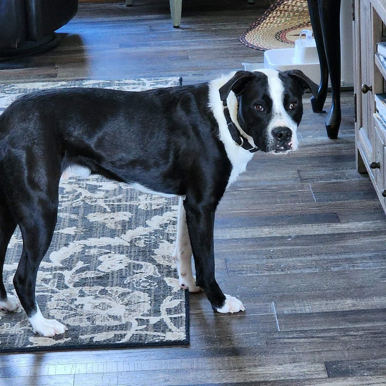 Toby, Adoptable, Young Male Boxer.