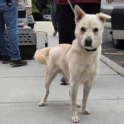Morty, Adoptable, Adult Male Cattle Dog & Mixed Breed.