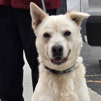 Morty, a Adoptable mixed breed in Voorhees, NJ image 2/2