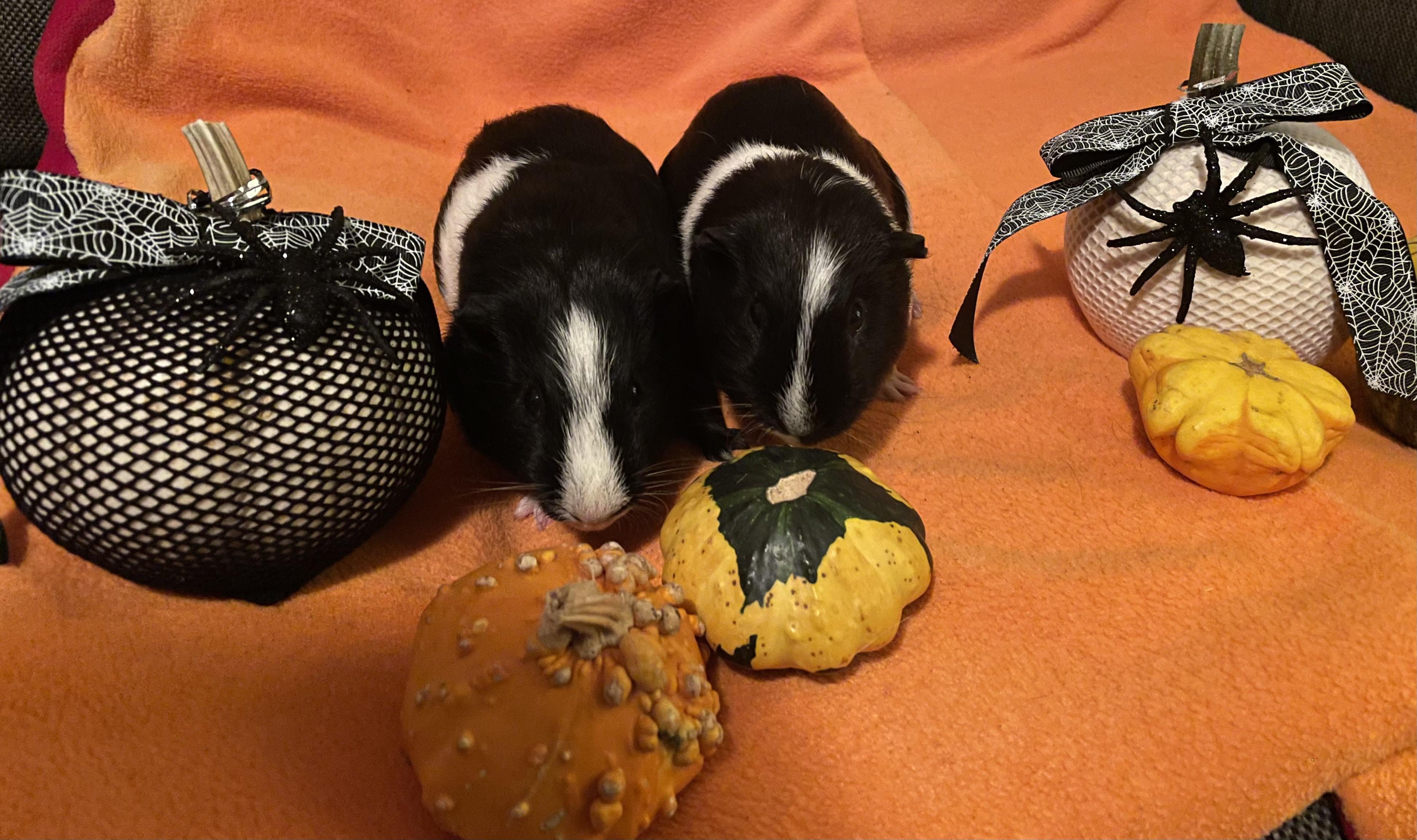 Stevie and Stan, a Adoptable Short-Haired in Berlin, CT image 1/3