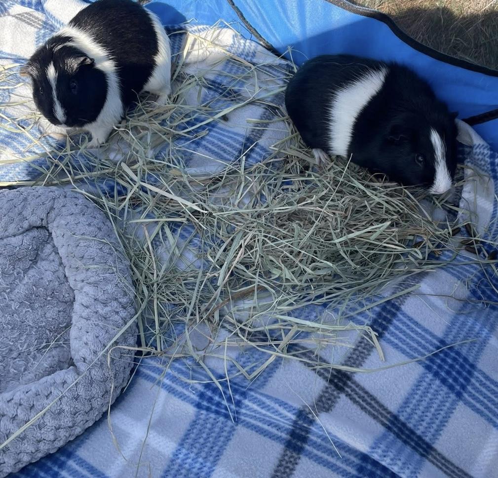 Stevie and Stan, Adoptable, Senior Male Short-Haired.