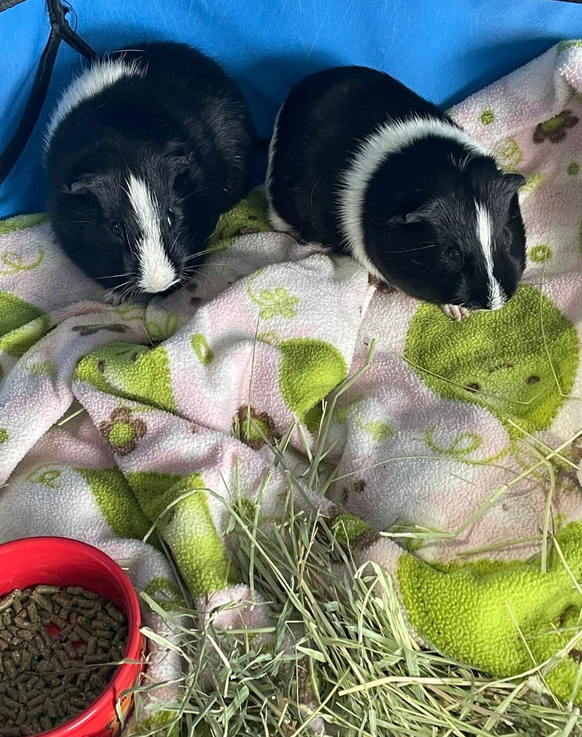 Stevie and Stan, a Adoptable Short-Haired in Berlin, CT image 3/3