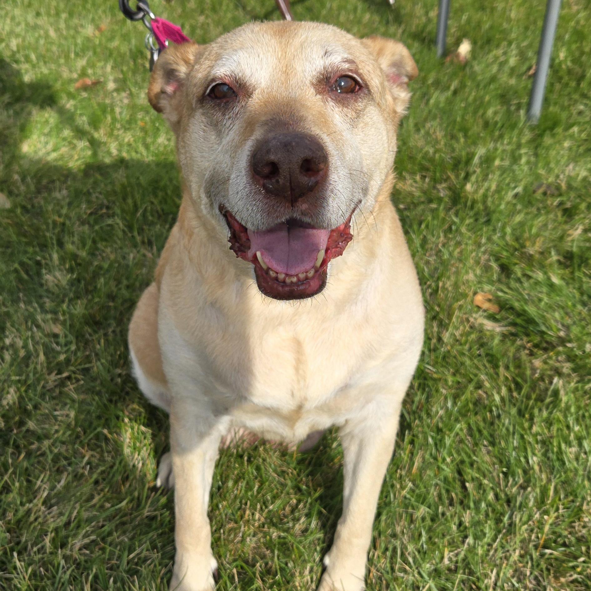Millie, a Adoptable mixed breed in Normal, IL image 4/6