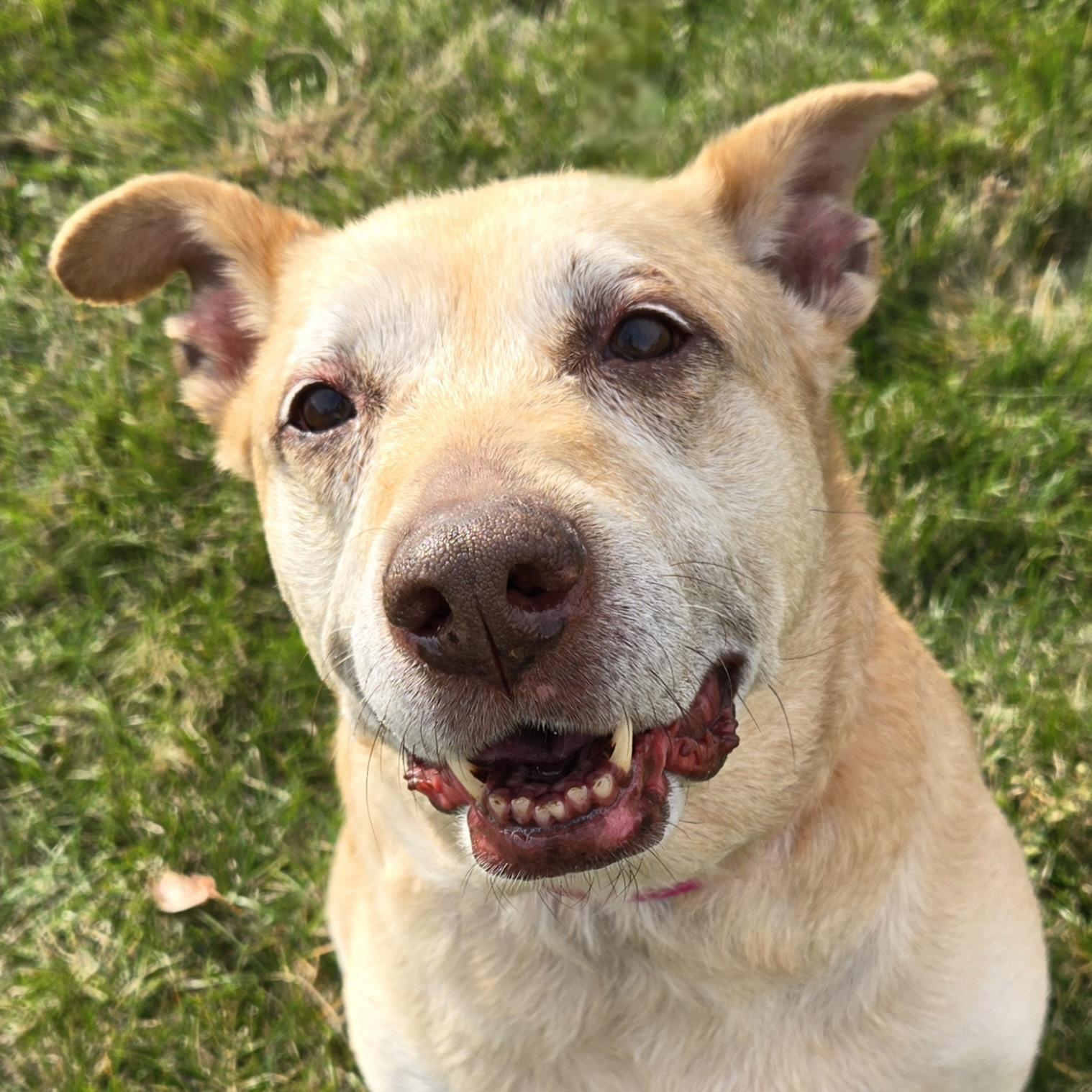 Millie, a Adoptable mixed breed in Normal, IL image 1/6