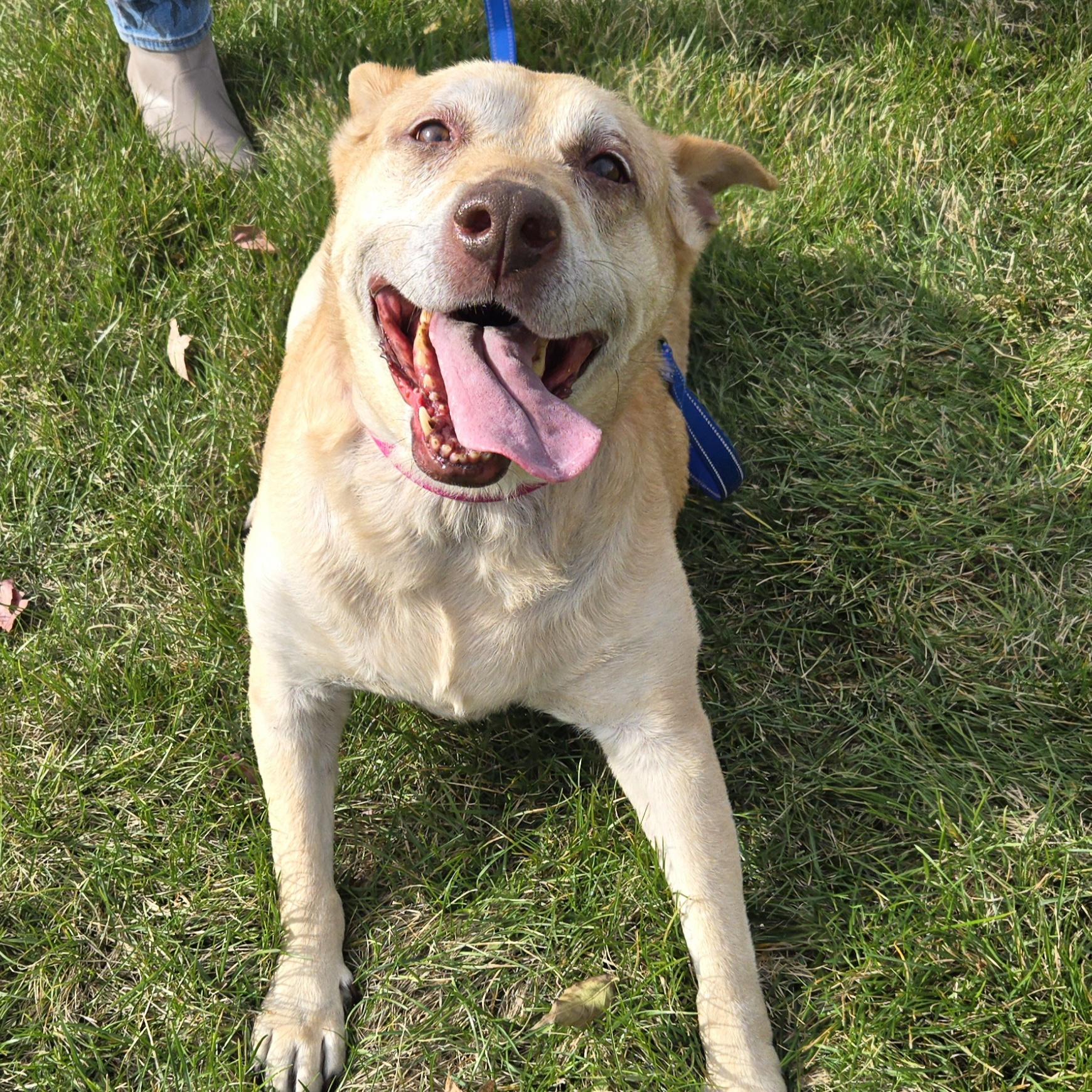 Millie, a Adoptable mixed breed in Normal, IL image 2/6