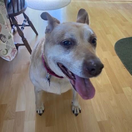 Millie, a Adoptable mixed breed in Normal, IL image 5/6