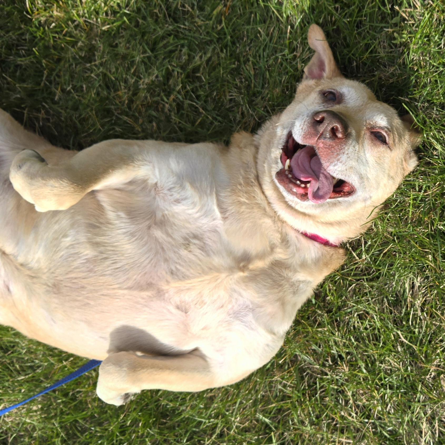 Millie, a Adoptable mixed breed in Normal, IL image 6/6