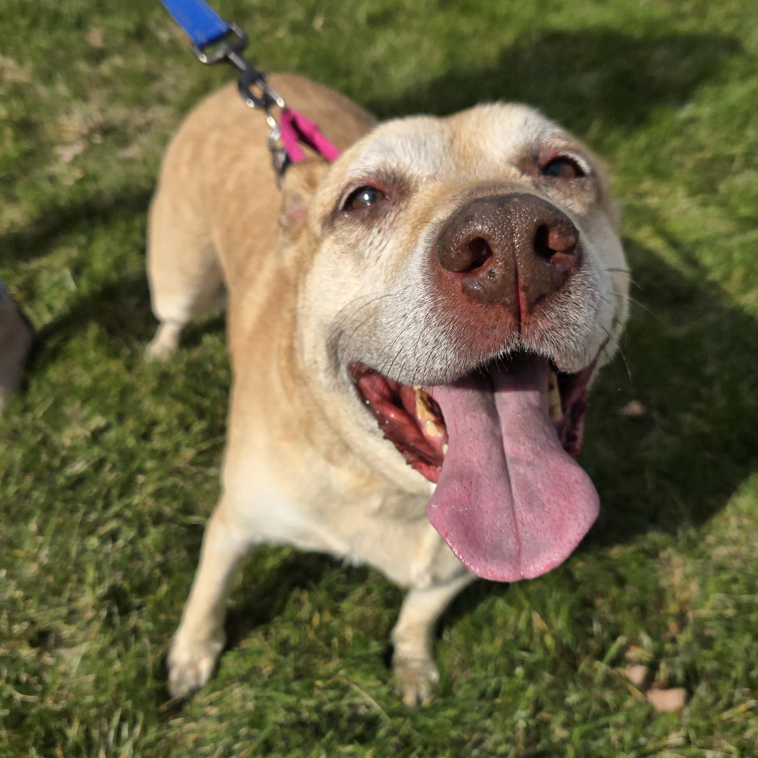 Millie, a Adoptable mixed breed in Normal, IL image 3/6