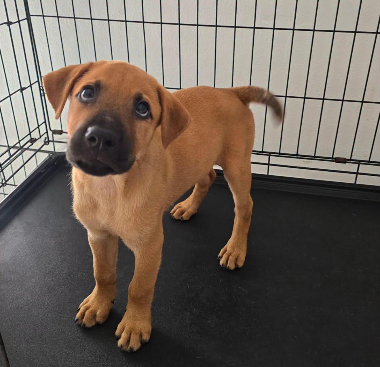 Robin, Adoptable, Puppy Male Shepherd.