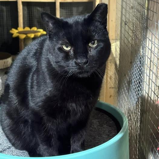 Rose, Adoptable, Adult Female Domestic Short Hair.