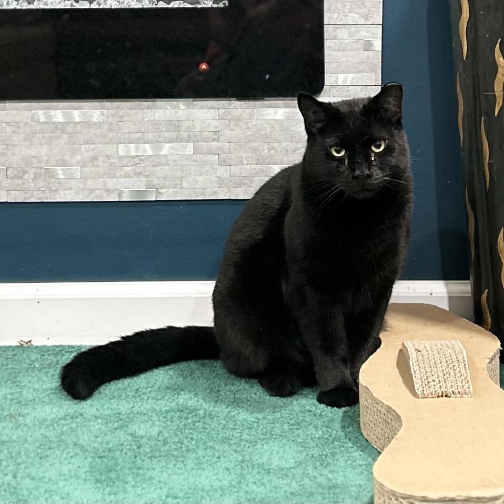 Enlarge Rose, a Adoptable Domestic Short Hair in Pocono Summit, PA image 2/6