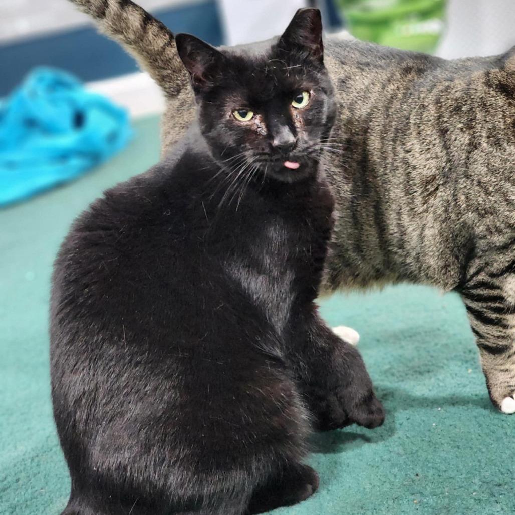 Enlarge Rose, a Adoptable Domestic Short Hair in Pocono Summit, PA image 3/6