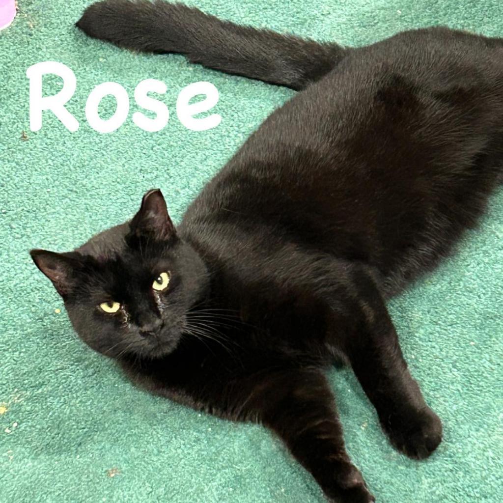 Enlarge Rose, a Adoptable Domestic Short Hair in Pocono Summit, PA image 4/6