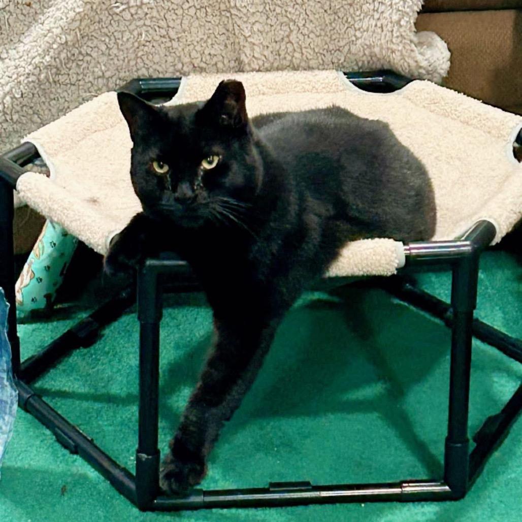 Rose, a Adoptable Domestic Short Hair in Pocono Summit, PA image 4/6