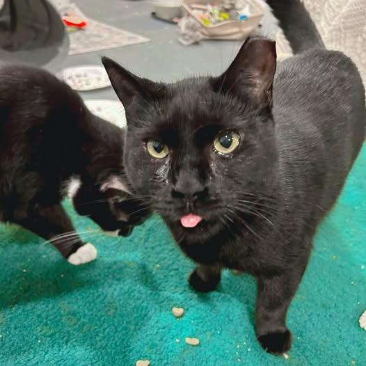 Enlarge Rose, a Adoptable Domestic Short Hair in Pocono Summit, PA image 5/6