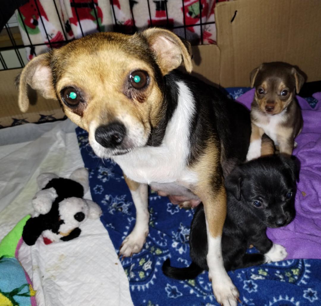 Enlarge Daisy, a Adoptable mixed breed in Covington, WA image 5/6