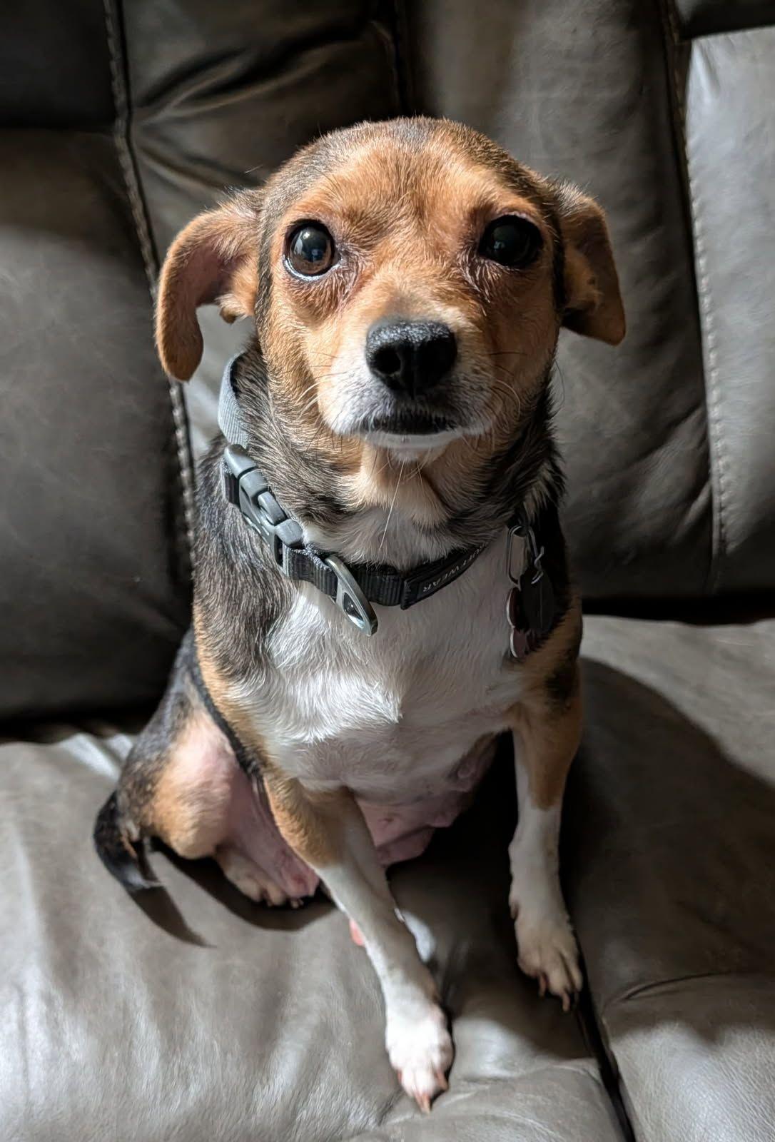 Enlarge Daisy, a Adoptable mixed breed in Covington, WA image 3/6