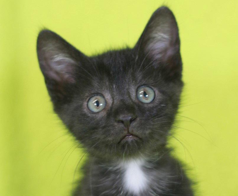 Walsh - READY for adoption after 5/22!, Adoptable, Kitten Male Domestic Short Hair.