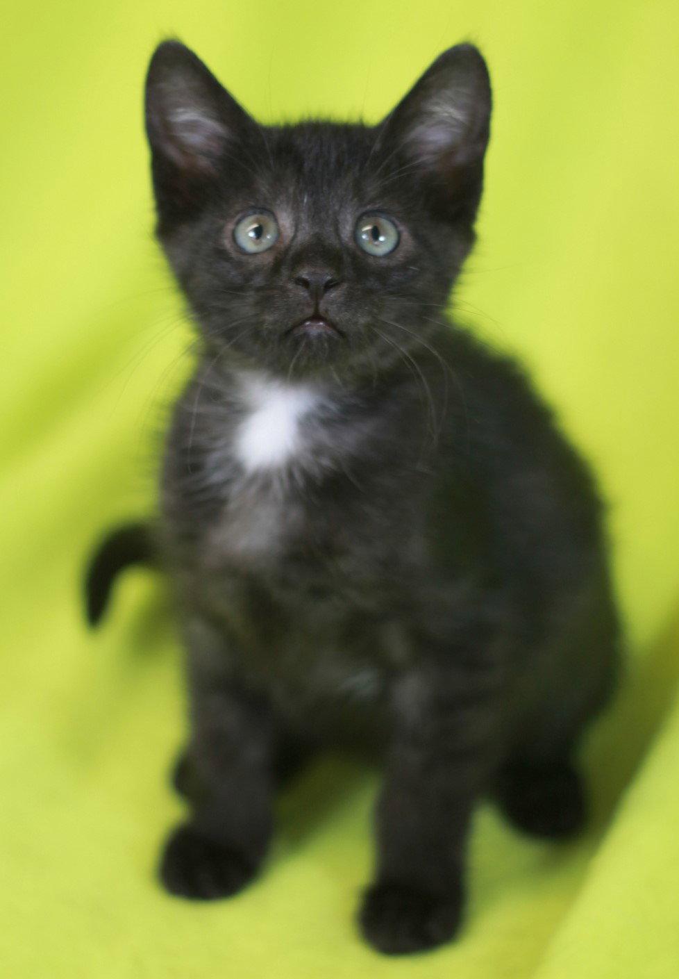 Walsh - READY for adoption after 5/22!, a Adoptable Domestic Short Hair in Cookeville, TN image 2/3