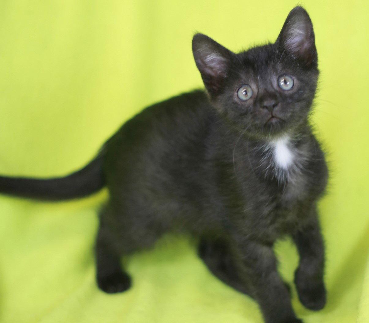 Walsh - READY for adoption after 5/22!, a Adoptable Domestic Short Hair in Cookeville, TN image 3/3