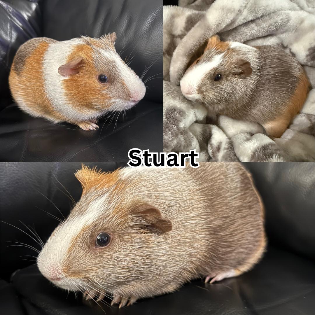 Stuart , ADOPTABLE, Young Male Guinea Pig.