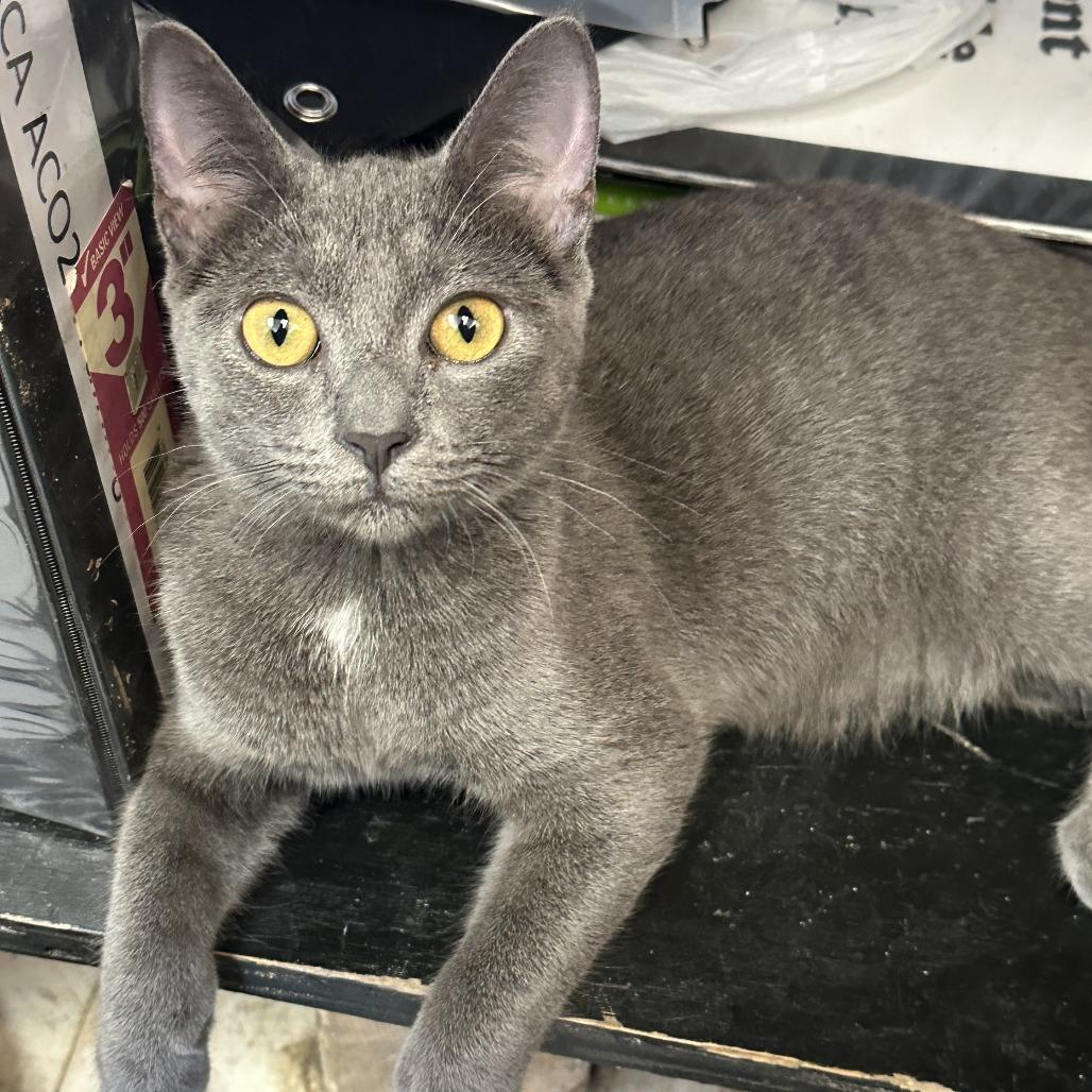 Pepa, Adoptable, Young Female Domestic Short Hair.