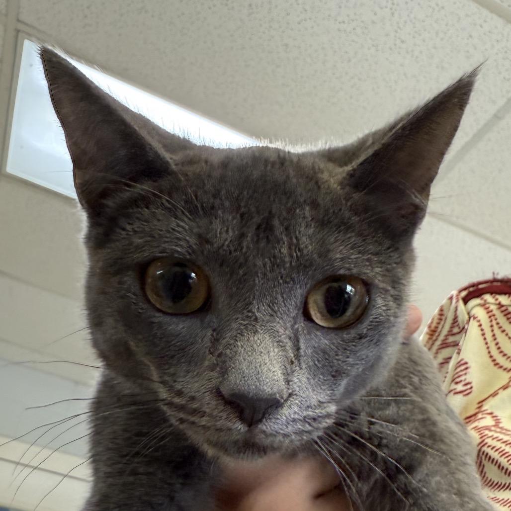 Pepa, a Adoptable Domestic Short Hair in Bentonville, AR image 3/5