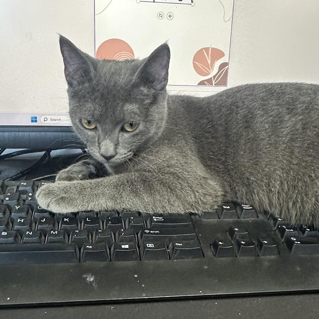 Pepa, a Adoptable Domestic Short Hair in Bentonville, AR image 4/5